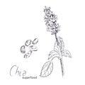 Chia plant and seeds hand drawn sketch.