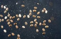 Chia seeds photographed in the studio in detail against black background