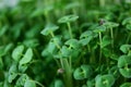 Chia seeds Salvia hispanica plant newly sprouting growing closeup