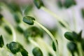 Chia seeds sprouts Royalty Free Stock Photo