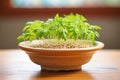 chia sprouts growing on a terracotta dish shaped like a leaf