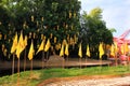 Chiang Mai buddhist temples - Wat Phan Tao and its monks, Thailand