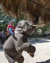 Chiang Mai Elephant Training Camp