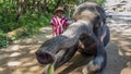 Chiang Mai Elephant Training Camp