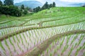 Chiang Mai Rice Terraces