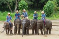 Chiang Mai September 11, 2014 : Elephant shows skill to the audiences. Royalty Free Stock Photo