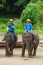 Chiang Mai September 11, 2014 : Elephant shows skill to the audiences. Royalty Free Stock Photo