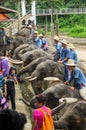 Chiang Mai September 11, 2014 : Elephant shows skill to the audiences. Royalty Free Stock Photo