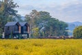 Chiang Mai Thai-2 December 2020 Two modern-style houses are built in the beautiful yellow chrysanthemum field to admire the Royalty Free Stock Photo