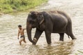 Chiang mai, Thailand- April 4, 2017: The elephant mahout take elephant to bathe in the river