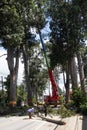 CHIANG MAI, THAILAND - AUGUST 13, 2022 : The Working cutting down big rubber trees in Beautiful Classic road at Chiangmai-Lamphun