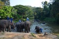 Chiang Mai, Thailand - December 16, 2015: Morning bathing elephants at the Thai Elephant Conservation Center in Lampang
