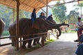 Chiang Mai, Thailand - December 16, 2015: Tourists feed elephants at the Thai Elephant Conservation Center in Lampang. Side view