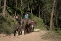 CHIANG MAI, THAILAND - Jan. 9: The Elephants and traveler trekking in the forest at The Samueng Elephant Camp in the Kaew Ta Chan