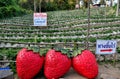 Chiang Mai, Thailand: Mae Rim Strawberry Plantatio