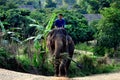 Chiang Mai, Thailand: Mahout Riding Elephant Royalty Free Stock Photo