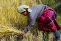 Woman of the White Karen hill tribe harvests rice at the field in Chiang Mai, Thailand. Royalty Free Stock Photo