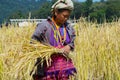 Woman of the White Karen hill tribe harvests rice at the field in Chiang Mai, Thailand. Royalty Free Stock Photo