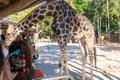 The traveler feeding giraffe at Chiang Mai night safari, Thailand
