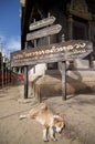 Sleeping dog at a Wat Phan Tao Royalty Free Stock Photo
