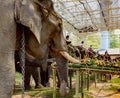 Chiang Rae, Thailand - 2019-03-13 - Elephant Day is celebrated with a feast of fruits for the elephants that have worked Royalty Free Stock Photo