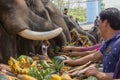 Chiang Rae, Thailand - 2019-03-13 - Elephant Day is celebrated with a feast of fruits for the elephants that have worked Royalty Free Stock Photo