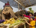 Chiang Rae, Thailand - 2019-03-13 - Elephant Day is celebrated with a feast of fruits for the elephants that have worked Royalty Free Stock Photo