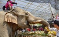 Chiang Rae, Thailand - 2019-03-13 - Elephant Day is celebrated with a feast of fruits for the elephants that have worked Royalty Free Stock Photo