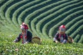 CHIANG RAI / THAILAND : 9 December 2019 : Hill tribe women pick spring tea in the tea plantation