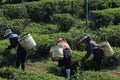 People working in tea plantation.Worker picking tea leaves in tea plantation. Royalty Free Stock Photo