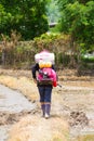 CHIANG RAI, THAILAND - JUNE 6 : back view of unidentified Thai farmer using rice spreader in rice field in planting season on June Royalty Free Stock Photo