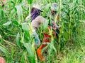 CHIANG RAI, THAILAND - JUNE 07 : Foreign workers Burmese Myanmar or Burma Hire to harvest Sweet corn in the area north