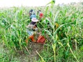 CHIANG RAI, THAILAND - JUNE 07 : Foreign workers Burmese Myanmar or Burma Hire to harvest Sweet corn in the area north