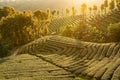 Chiang Rai Thailand, rows of tea plants following contours of hill on plantation in the morning sun