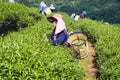 Hill tribe women have a basket of tea leaves on tea plantation Royalty Free Stock Photo