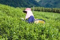 Hill tribe women have a basket of tea leaves on tea plantation Royalty Free Stock Photo