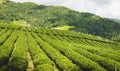 Hill tribe women have a basket of tea leaves on tea plantation