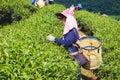 Hill tribe women have a basket of tea leaves on tea plantation Royalty Free Stock Photo