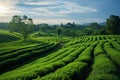 Chiang Rais allure Choui Fong tea plantation in breathtaking Mae Chan