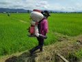 Chiangmai , Thailand, August 2019 25 farmer Using the Fertilizer sprayer On a sunny day ,editorial