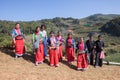 CHIANGMAI THAILAND - JAN10 : dara-ang hill tribe people harvesting tea leaves from tea plantation comunity field on january 10 , Royalty Free Stock Photo