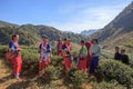 CHIANGMAI THAILAND - JAN10 : dara-ang hill tribe people harvesting