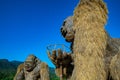 CHIANGMAI, THAILAND - September 17, 2019: King Kong straw puppets with rice field in Huay Tung Tao project