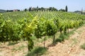 Chianti classico Royalty Free Stock Photo