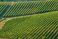 Chianti classico panorama Royalty Free Stock Photo