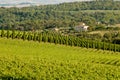 Chianti classico panorama Royalty Free Stock Photo