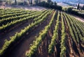 Chianti grape olive vines Castellina trees Tuscany Italy view Aerial Background Nature Wine Landscape Green Wallpaper Grapes Drone