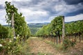 Chianti hills with vineyards. Tuscan Landscape between Siena and Florence. Italy Royalty Free Stock Photo