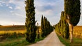 Chianti region, cypress trees and vineyards, autumn landscape,Tuscany Royalty Free Stock Photo