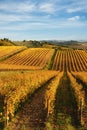 Chianti region, cypress trees and vineyards, autumn landscape,Tuscany Royalty Free Stock Photo